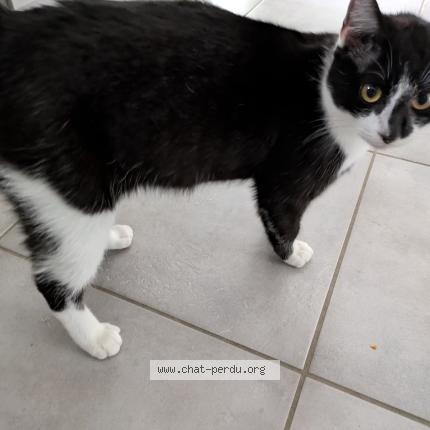 Photo 1/1 Found cat Found in Terrasson lavilledieu