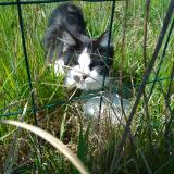 Picture of cat found at Noaillan