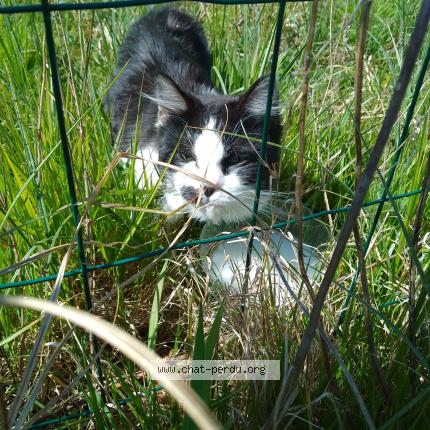Photo 1/1 Found cat Found in Noaillan
