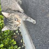 Picture of cat found at St Romain La Virvee