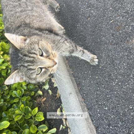 Photo 1/1 Found cat Found in St romain la virvee