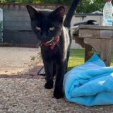 Picture of cat lost at Paris