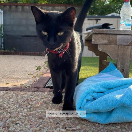 Photo 1/1 Masha Chat lost in Paris