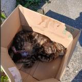 Picture of cat found at Montussan