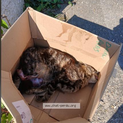 Photo 1/1 Found cat Found in Montussan