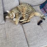 Picture of cat lost at Ternand