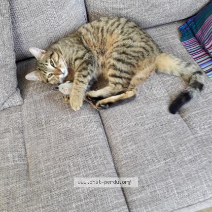 Photo 1/1 PEPSI Chat lost in Ternand