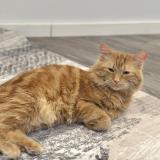 Picture of cat lost at Chambly