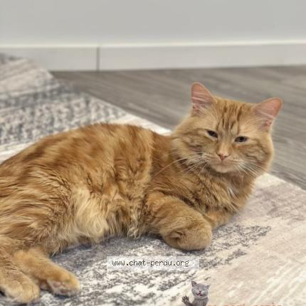 Photo 1/1 Aki Chat lost in Chambly