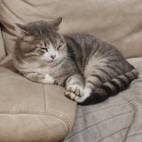 Picture of cat lost at La Grand Combe