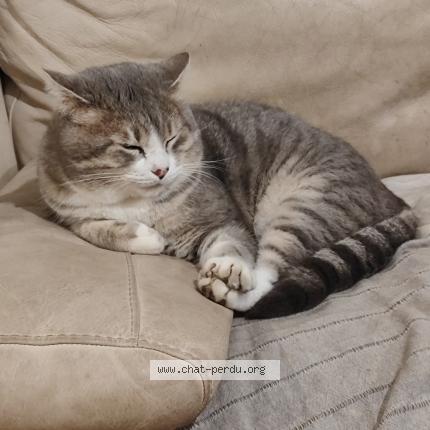 Photo 1/1 Rufus Chat lost in La grand combe