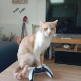 Picture of cat lost at Paris