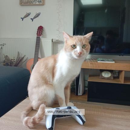 Photo 1/1 Messie Chat lost in Paris