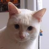 Picture of cat lost at Castres Gironde