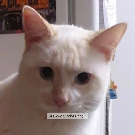 Photo 1/2 Lino Chat lost in Castres gironde