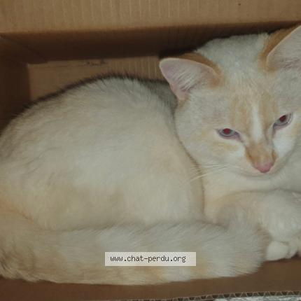 Photo 2/2 Lino Chat lost in Castres gironde