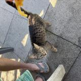 Picture of cat found at Renage