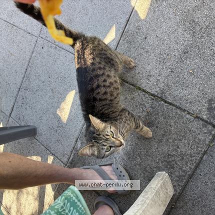 Photo 1/1 Found cat Found in Renage