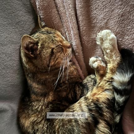 Photo 1/1 Minidou Chat lost in Le passage