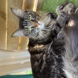 Picture of cat lost at Les Issambres