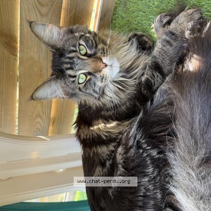 Photo 1/1 Maki Chat lost in Les issambres