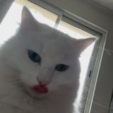 Picture of cat lost at Ruffiac