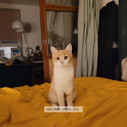 Photo 1/1 Mimolette Chat lost in Gif sur yvette