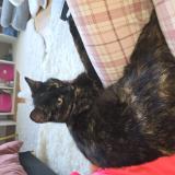 Picture of cat found at La Garenne Colombes