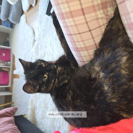 Photo 1/1 Found cat Found in La garenne colombes