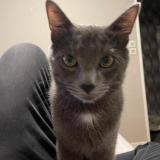 Picture of cat lost at Haubourdin