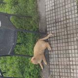 Picture of cat lost at Valentine