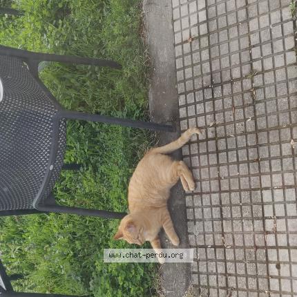 Photo 1/1 tigris Chat lost in Valentine