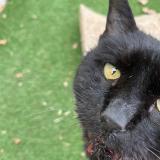 Picture of cat lost at Domont