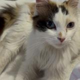 Picture of cat found at Plombieres Les Dijon