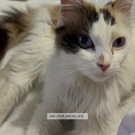 Photo 1/1 Found cat Found in Plombieres les dijon