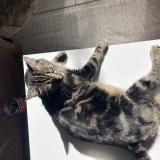 Picture of cat lost at L Isle Jourdain