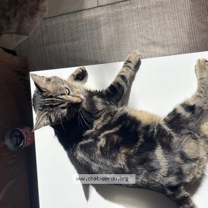 Photo 1/1 Vivi Chat lost in L isle jourdain