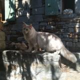 Picture of cat found at Vinezac