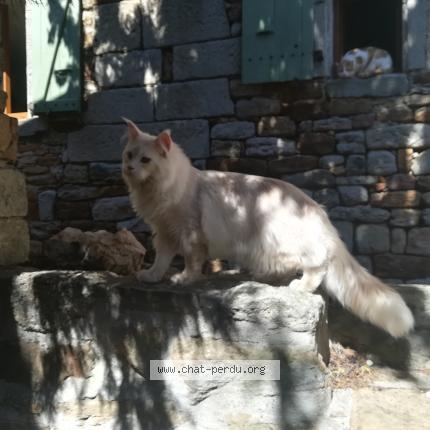 Photo 1/1 Found cat Found in Vinezac