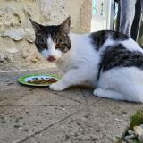 Picture of cat found at Virelade