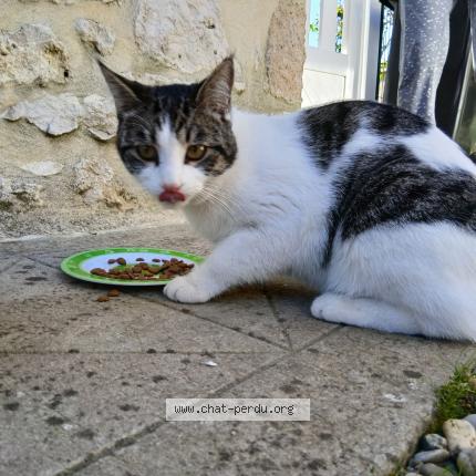 Photo 1/1 Found cat Found in Virelade