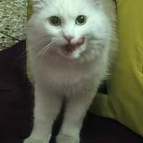 Picture of cat lost at Islamabad