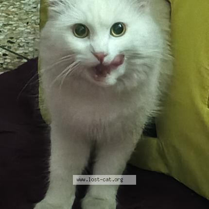 Photo 1/1 Luna Chat lost in Islamabad