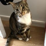 Picture of cat lost at Paris