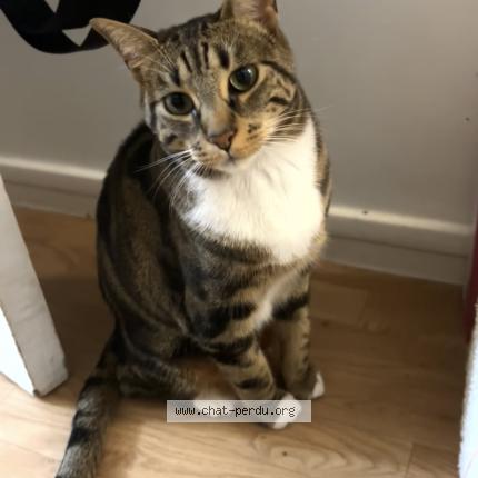 Photo 1/1 Mimi Chat lost in Paris