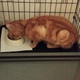 Picture of cat found at Stains