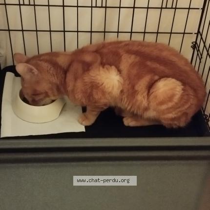 Photo 1/1 Found cat Found in Stains