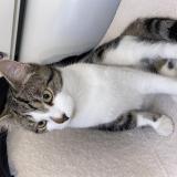 Picture of cat lost at Villers Saint Paul