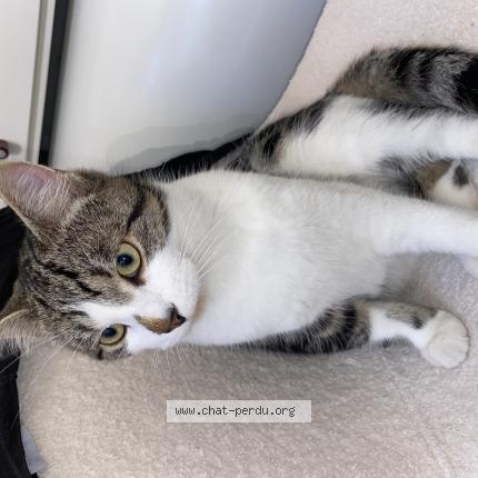 Photo 1/1 Fiston Chat lost in Villers saint paul