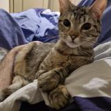 Picture of cat lost at Nimes